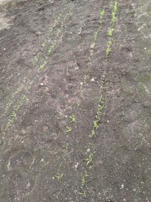 ホウレンソウの芽がずらっと並ぶ畑の写真