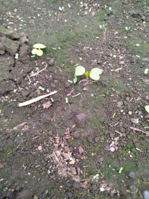 カブの芽がでている写真