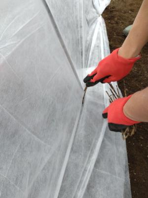 杭で防虫ネットを固定する写真