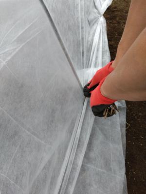 防虫ネットを杭で固定している様子