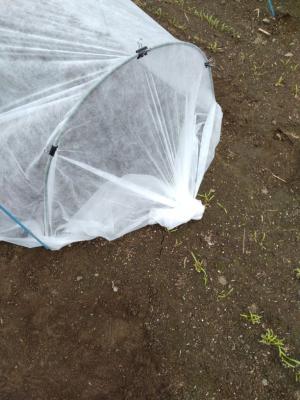 端を縛った防虫ネットの様子