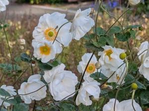 シュウメイギク