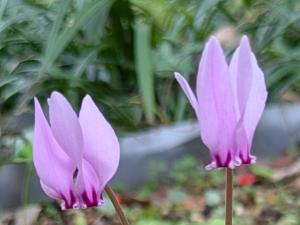 シクラメン原種