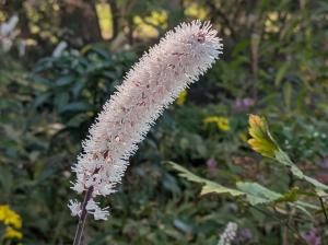 サラシナショウマ