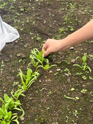 ホウレンソウの株を掴む写真