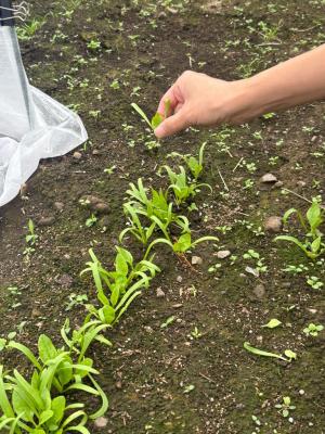 ホウレンソウの株を抜く写真