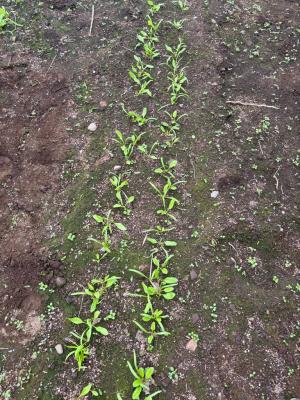 間引きした後の畑の様子