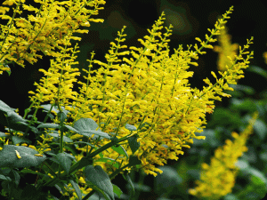 イエローマジェスティ