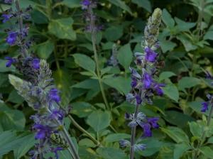 インディゴスパイヤー