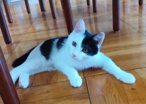 譲渡猫90写真①