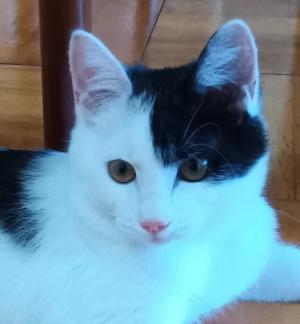 譲渡猫90写真③