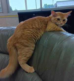 譲渡猫２写真①