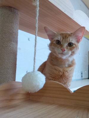 譲渡猫2写真②