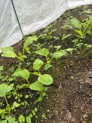種まきから21日後のカブの写真