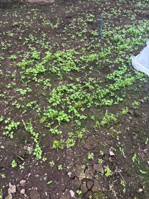 種まきから21日後のニンジンの写真