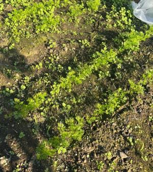 雑草を抜いたあとのニンジンの写真