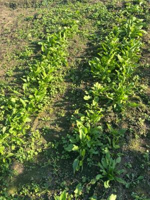 雑草を抜いたあとのホウレンソウ畑