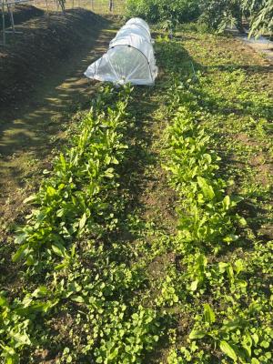 追肥から1週間のホウレンソウの写真