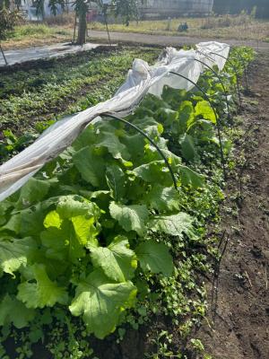 カブの畑の写真