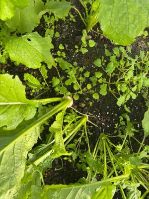 カブが隣り合って植えられている写真