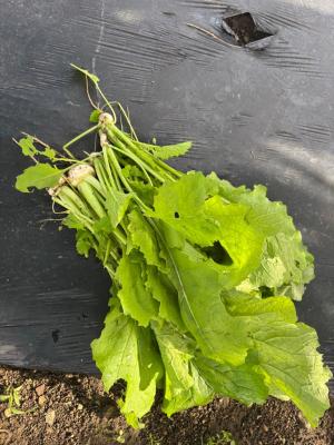 間引いたカブの写真