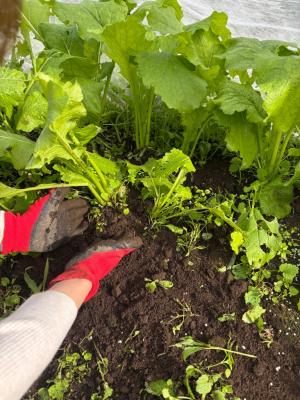 カブに土寄せをする写真