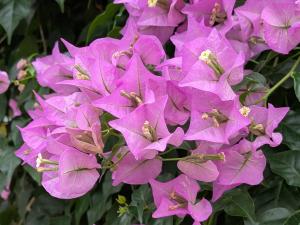 ブーゲンビレア