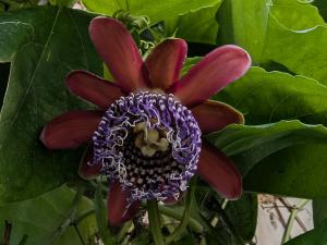 ブラジルトケイソウ