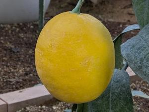 サイパンレモン