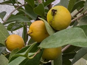 イエローストロベリーグアバ