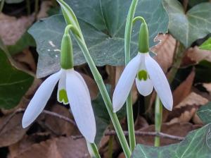 スノードロップ