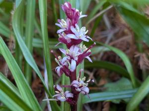 キチジョウソウ