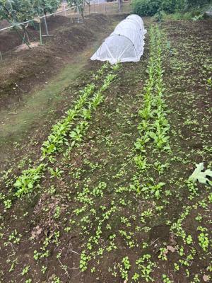 種まきから21日後のホウレンソウの写真