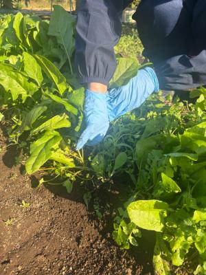 収穫できそうなホウレンソウを選ぶ写真