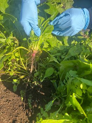 ホウレンソウを引き抜く写真