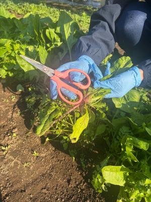 収穫したホウレンソウの根元をハサミで切る写真