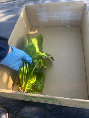 収穫したホウレンソウを箱にいれる写真