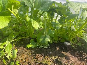 種まきから44日目のカブの写真