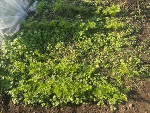 種まきから44日後のニンジンの写真