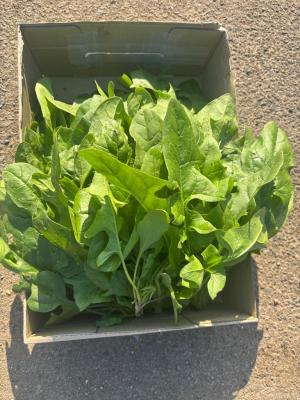 収穫された沢山のホウレンソウの写真