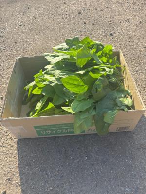 収穫された沢山のホウレンソウの写真②