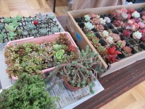 多肉植物の苗が並んでいる写真です。