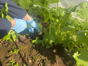 カブの葉っぱを持って引き抜こうとしている写真