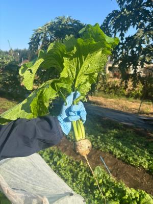 収穫したカブを手に持っている写真