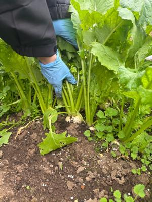 カブの葉っぱを引っ張る様子