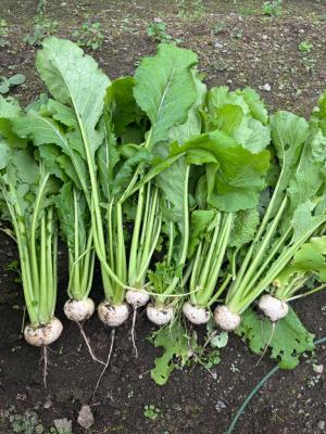 収穫したカブがずらっと並んでいる写真