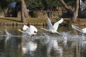 【大塚池野鳥観察会】オオハクチョウ