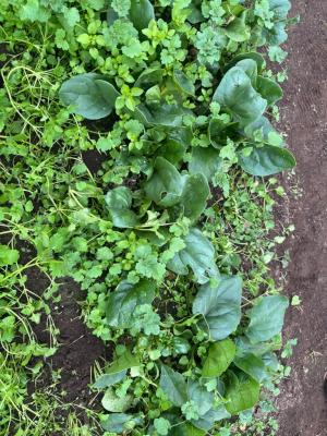 ホウレンソウ畑の写真