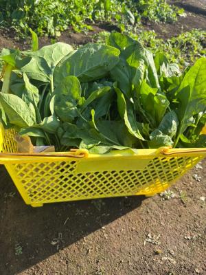 収穫したホウレンソウがかごいっぱいに入っている写真