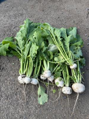 収穫したカブが並んでいる写真